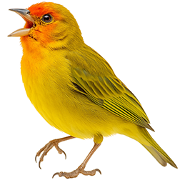 Saffron Finch